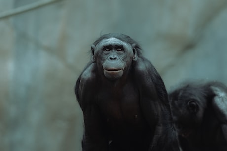 黑猩猩：聪明的大猩猩