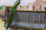 蓝孔雀：彩羽璀璨的野性之美